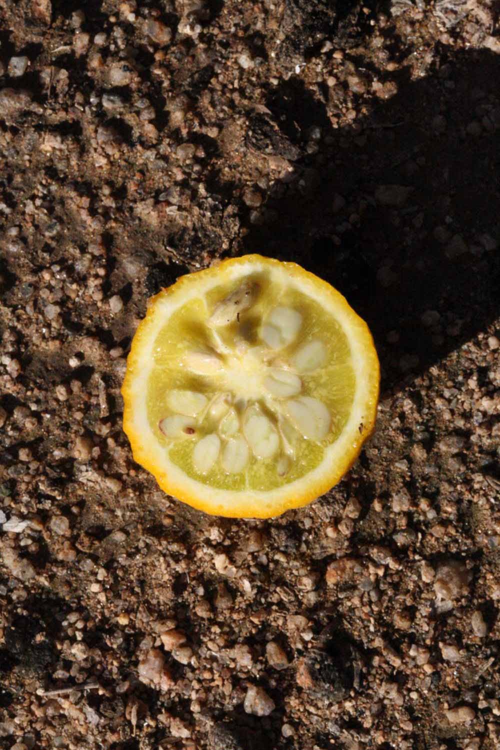            Fruit cross-section (Riverside, CA)   